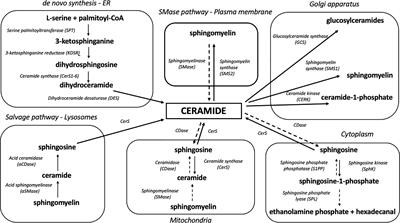 Sphingolipids as a Culprit of Mitochondrial Dysfunction in Insulin Resistance and Type 2 Diabetes